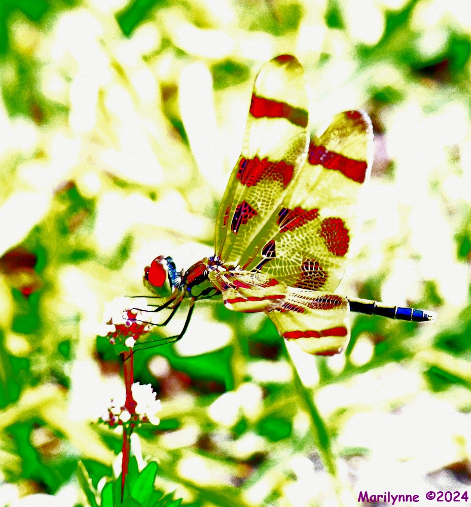 DSC_4968_001.JPG