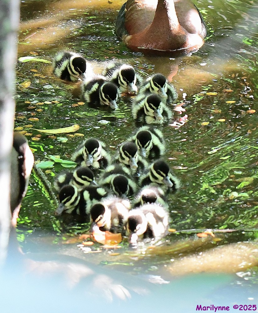 DSC_4970_001.JPG