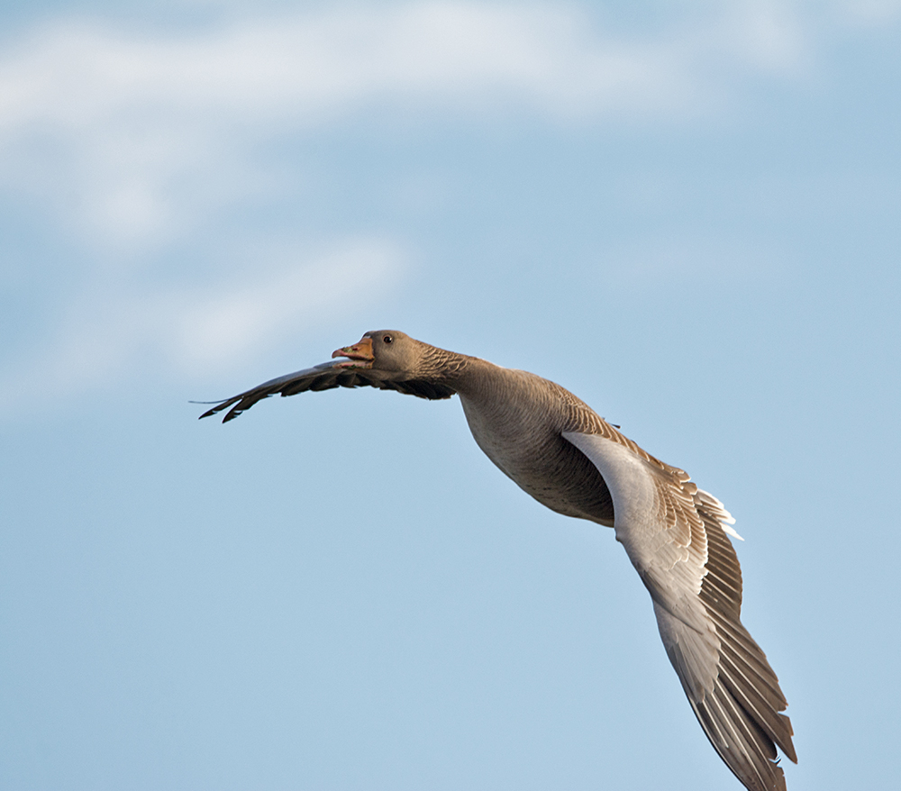 DSC_4971.jpg