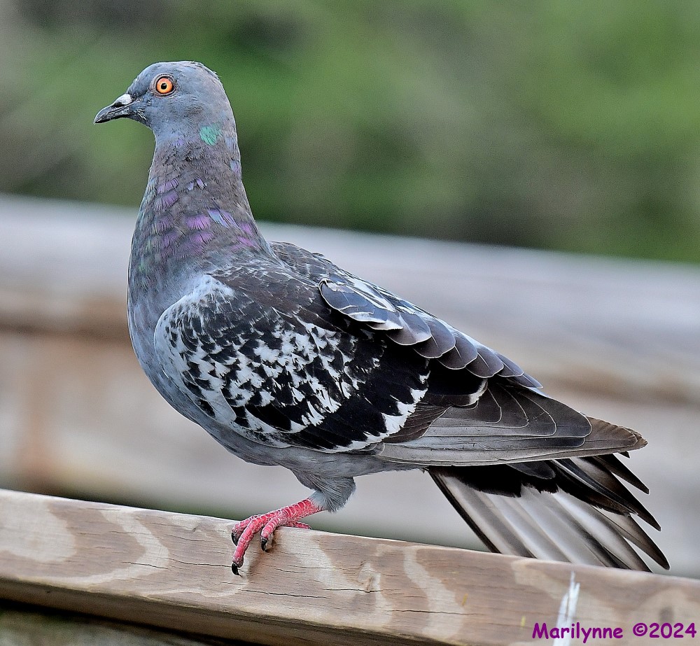 DSC_4975_001.JPG