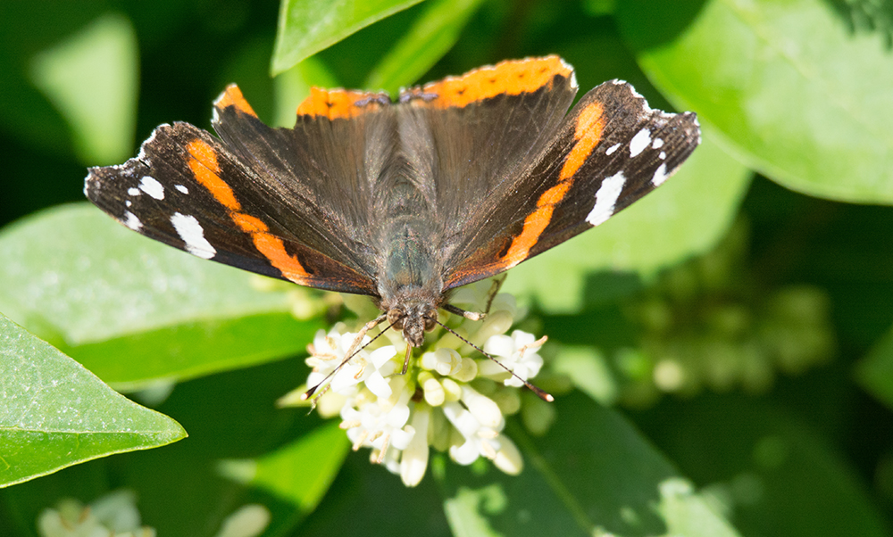 DSC_4977.jpg