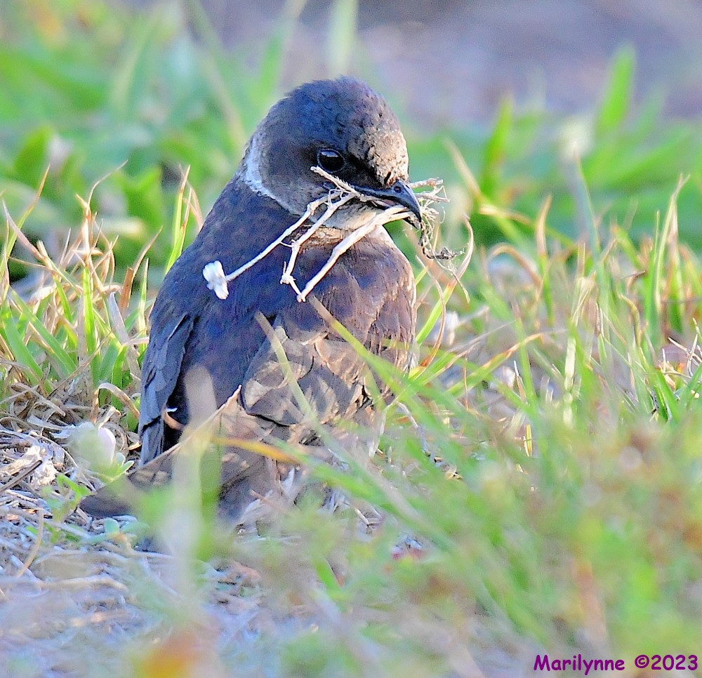 DSC_4977_001.JPG