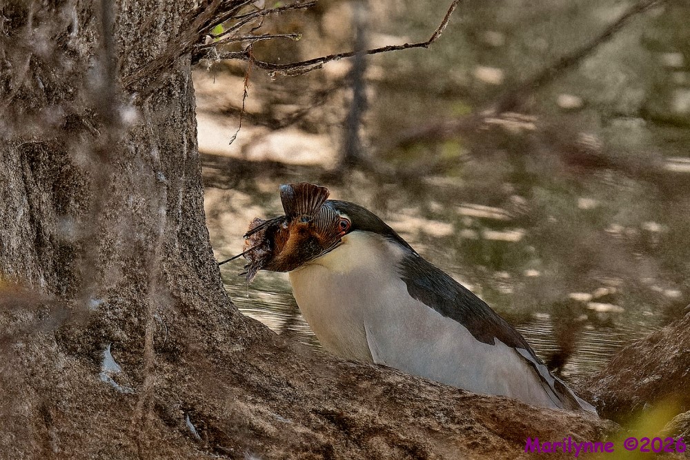 DSC_4979 copy_001.JPG