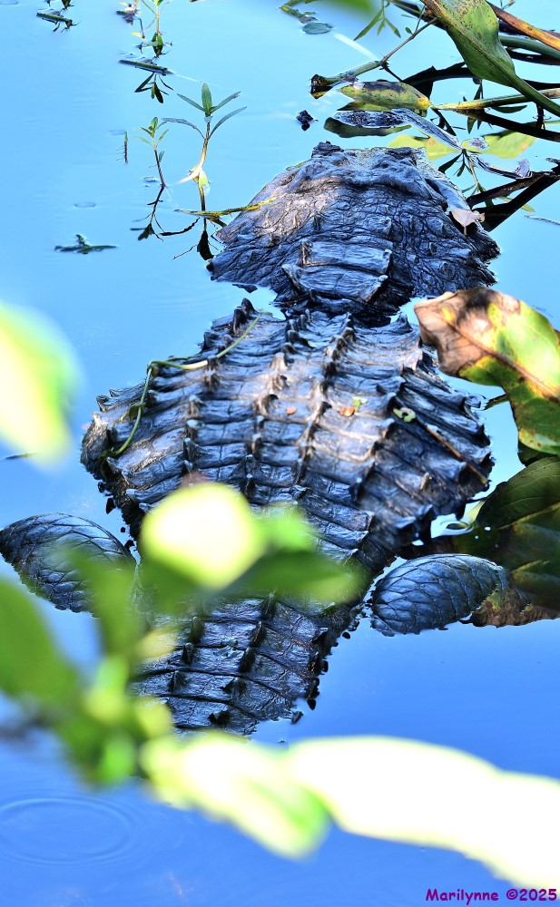 DSC_4982_stitch_001.JPG