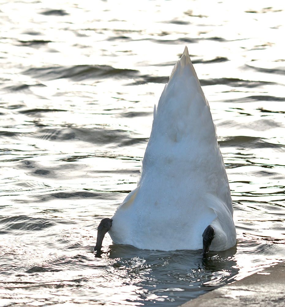 DSC_4983.jpg