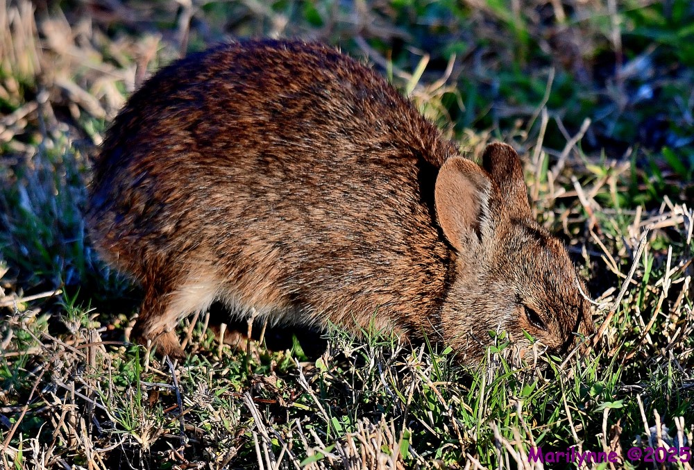 DSC_4985_001.JPG