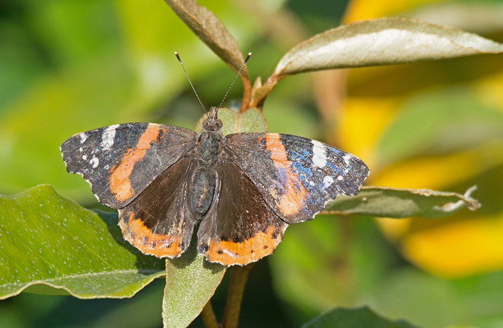 DSC_4986.jpg
