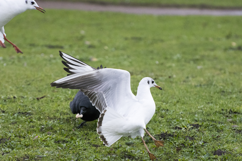 DSC_4987.jpg