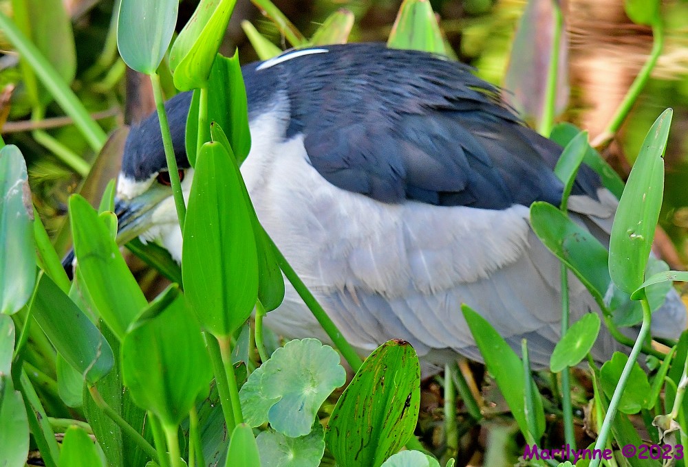 DSC_4988_001.JPG