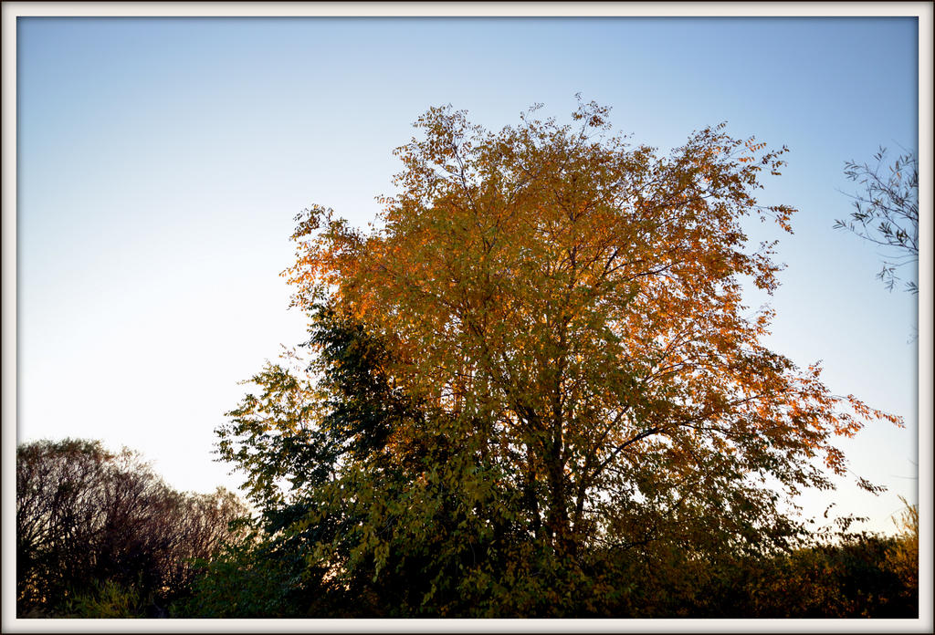 DSC_4990.jpg