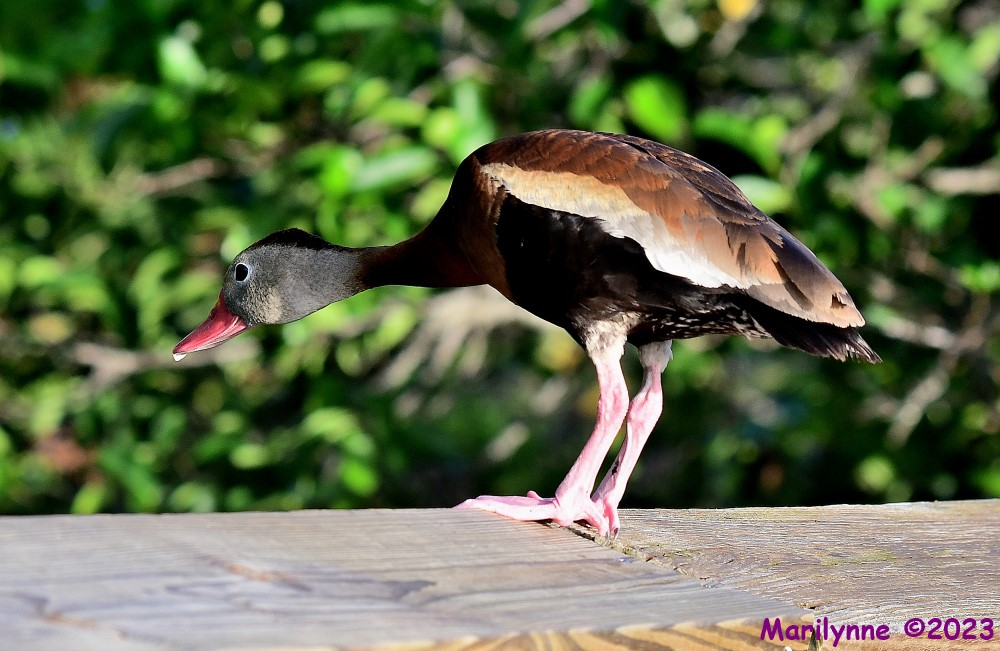 DSC_4992_001.JPG