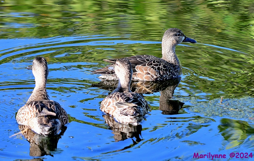 DSC_4996_001.JPG