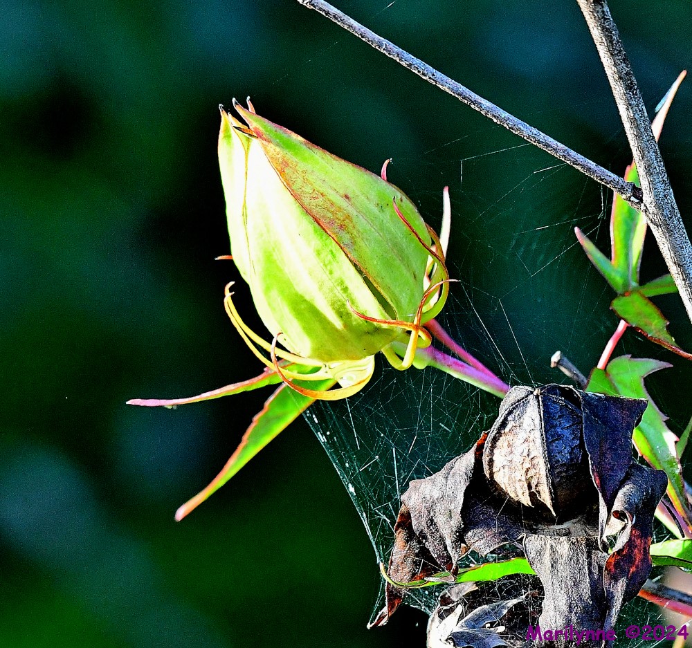 DSC_4997_001.JPG