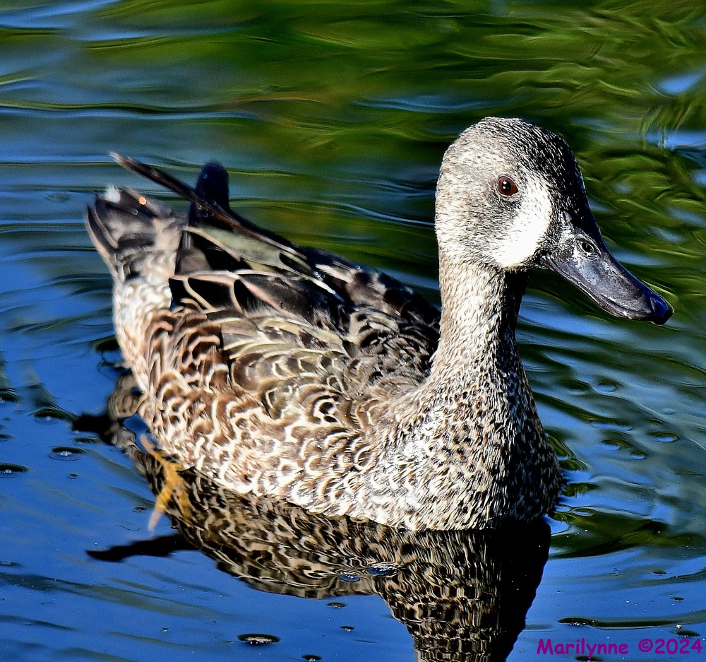 DSC_4997_001.JPG