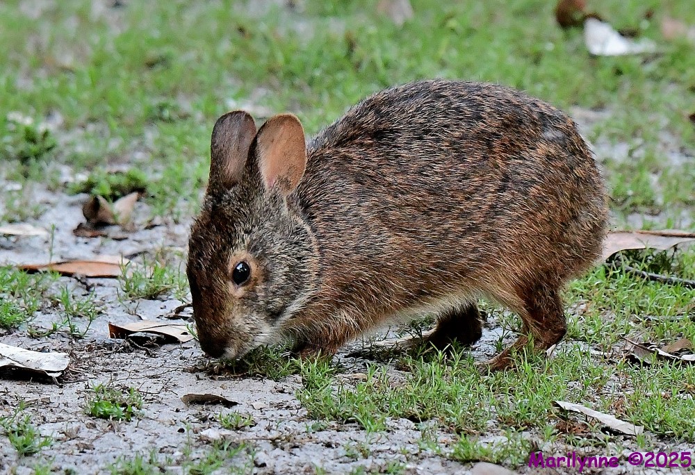 DSC_4997_001.JPG