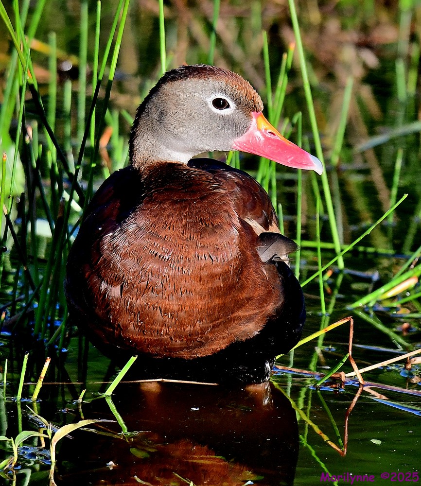 DSC_4998_001.JPG