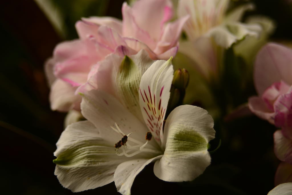 DSC_4999.jpg