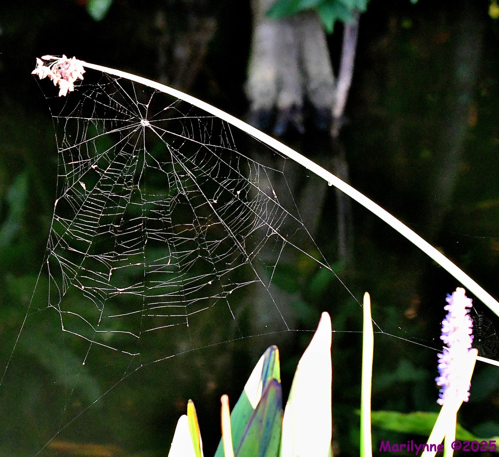 DSC_5003_001.JPG