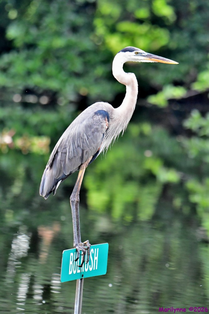 DSC_5003_001.JPG