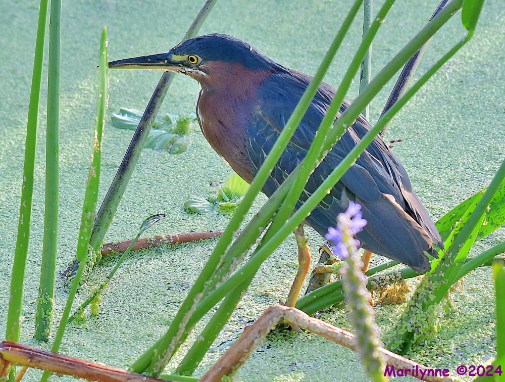 DSC_5004_001.JPG