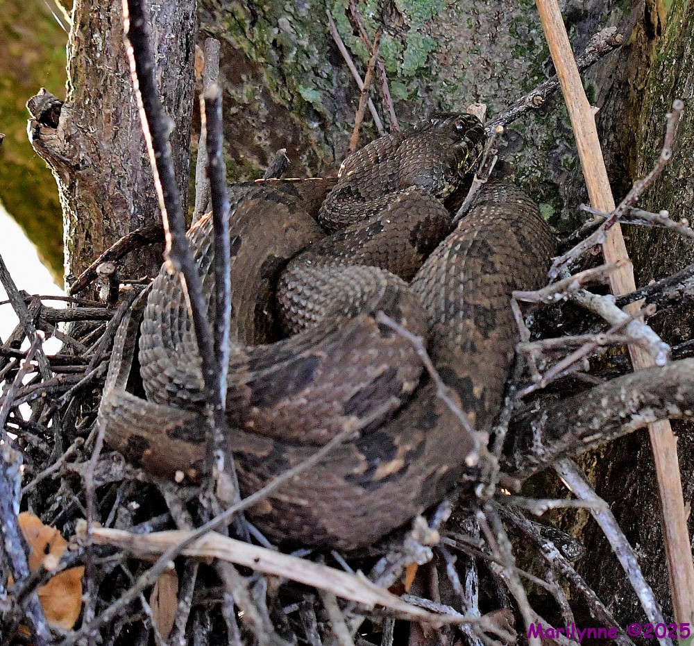 DSC_5005_001.JPG