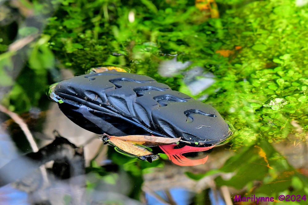 DSC_5007_001.JPG