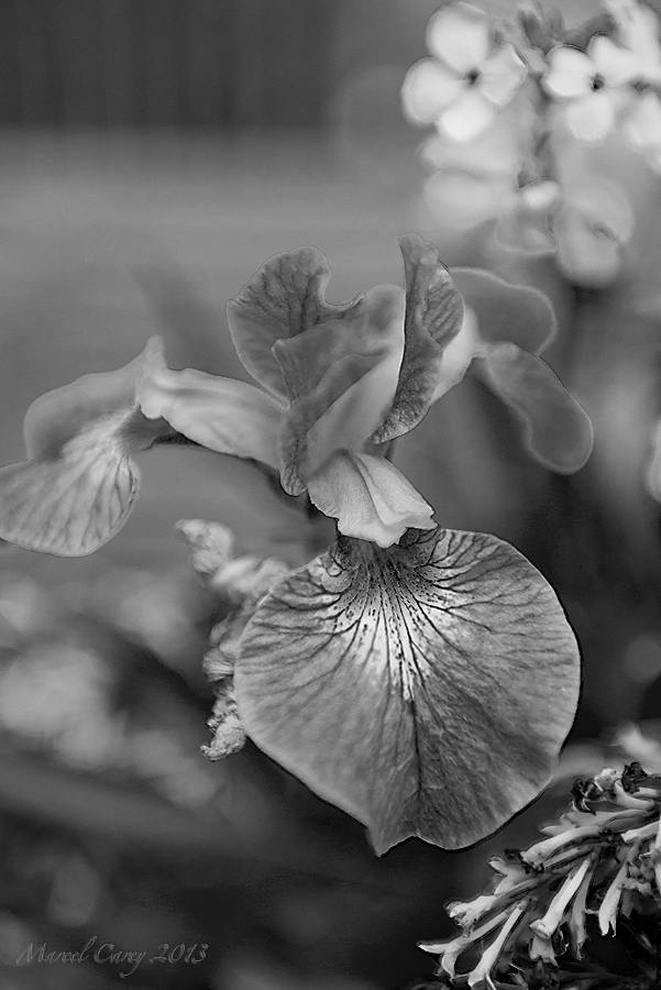 DSC_5009.jpg