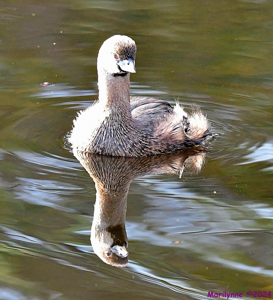 DSC_5009_001.JPG