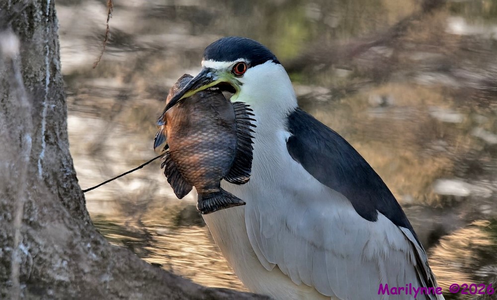 DSC_5011 copy_001_01.JPG