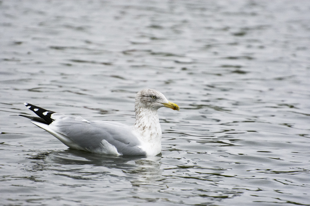 DSC_5011.jpg