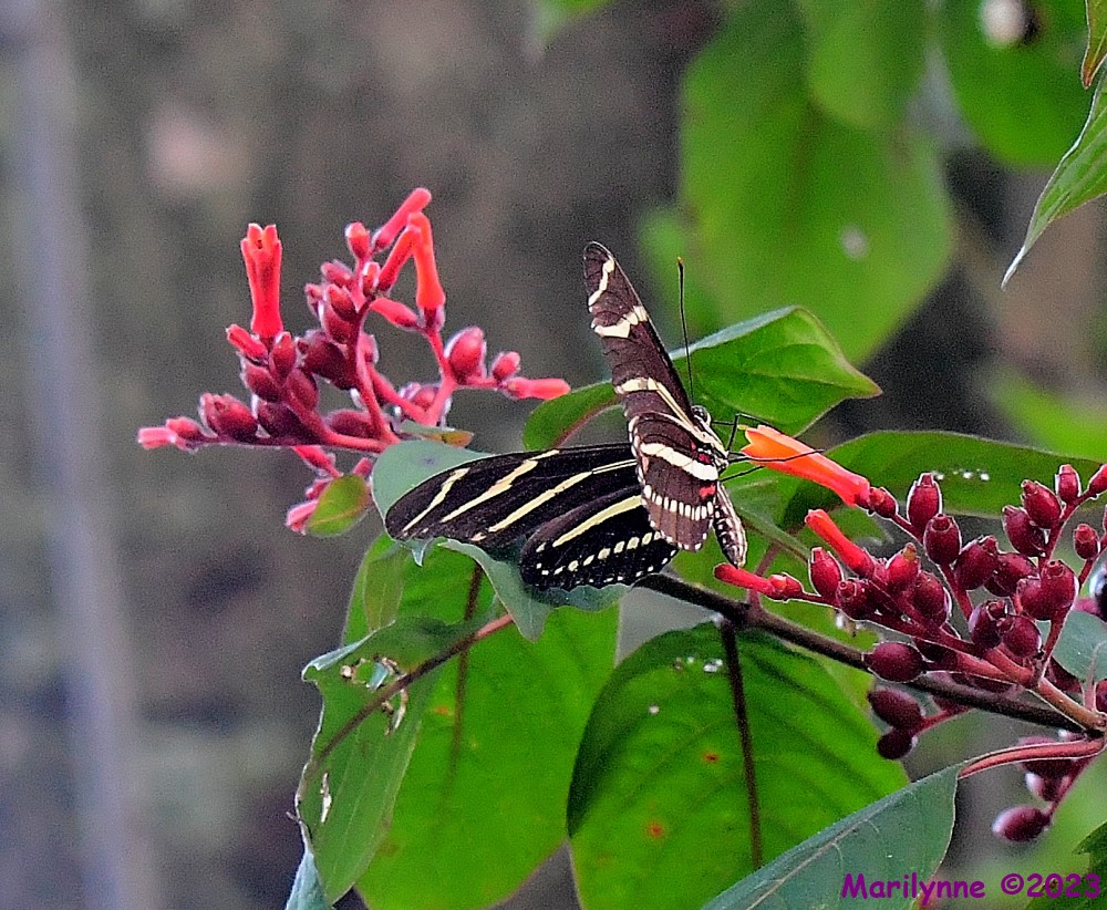 DSC_5012_001.JPG