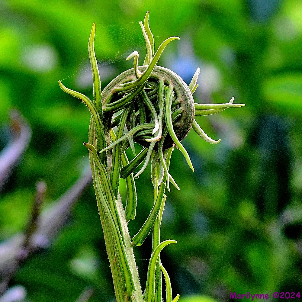 DSC_5014_001.JPG