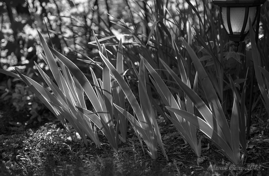 DSC_5015.jpg