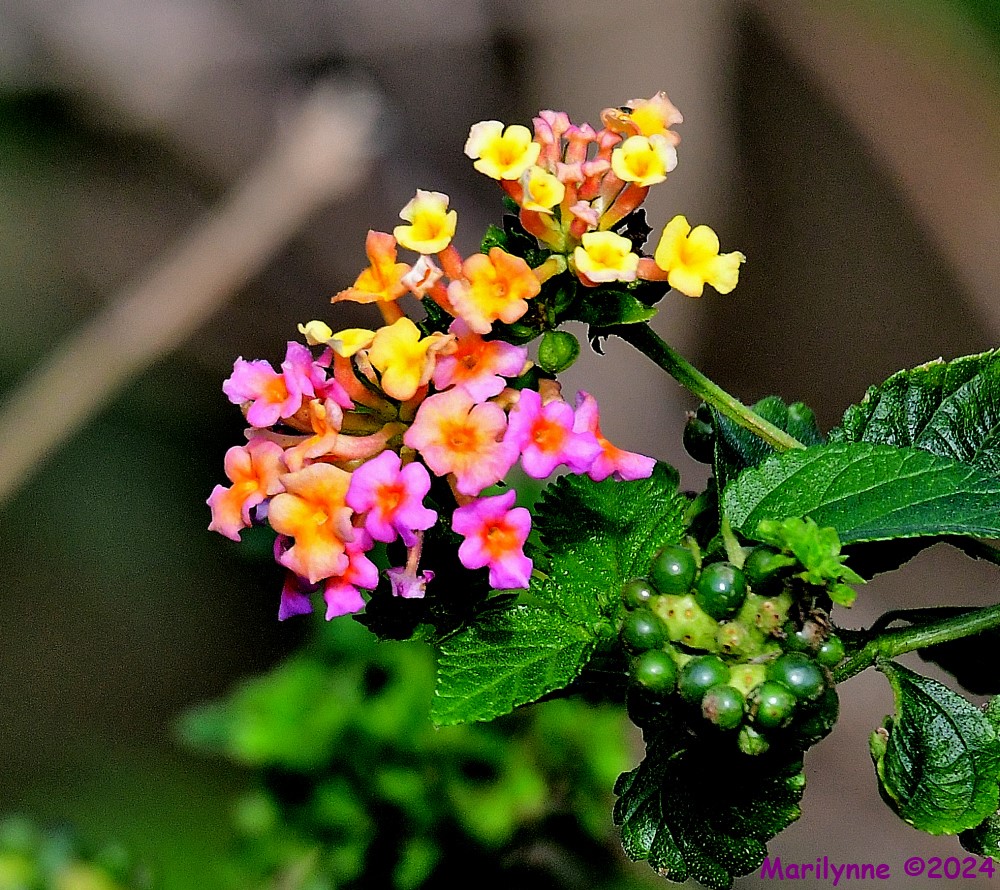 DSC_5015_001.JPG