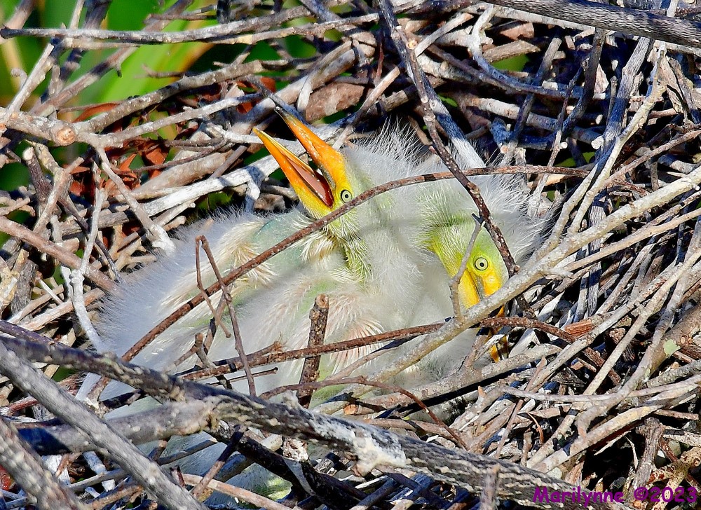 DSC_5017_001.JPG