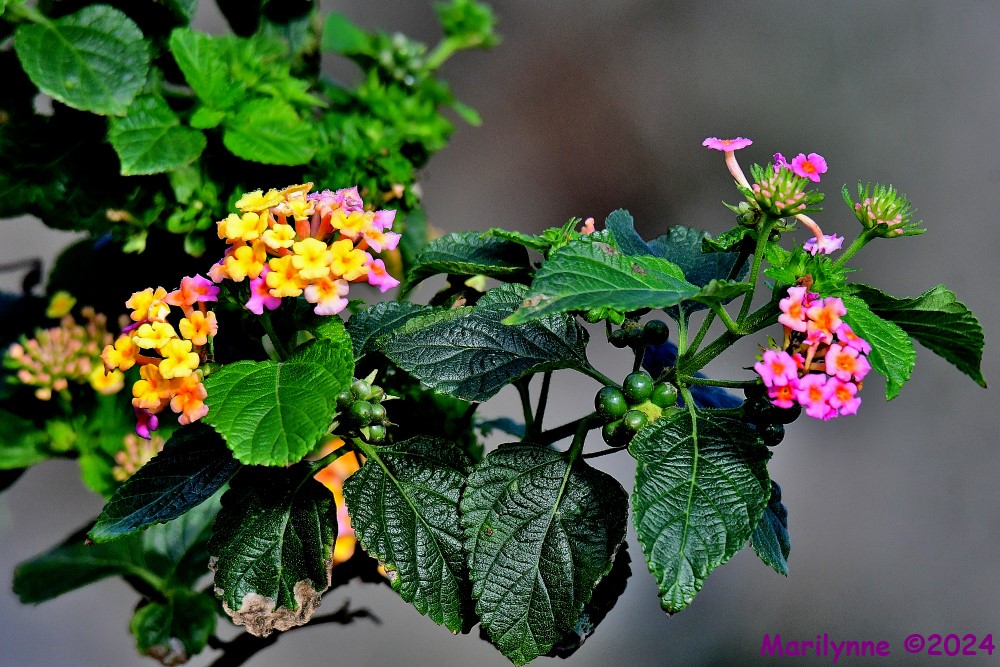 DSC_5018_001.JPG