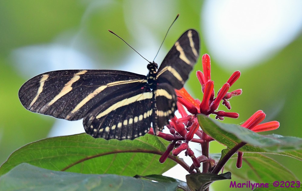 DSC_5020_001.JPG
