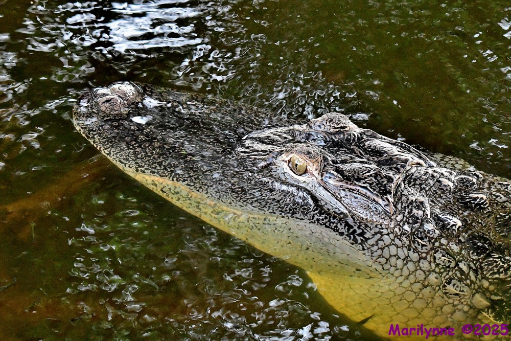 DSC_5020_001.JPG