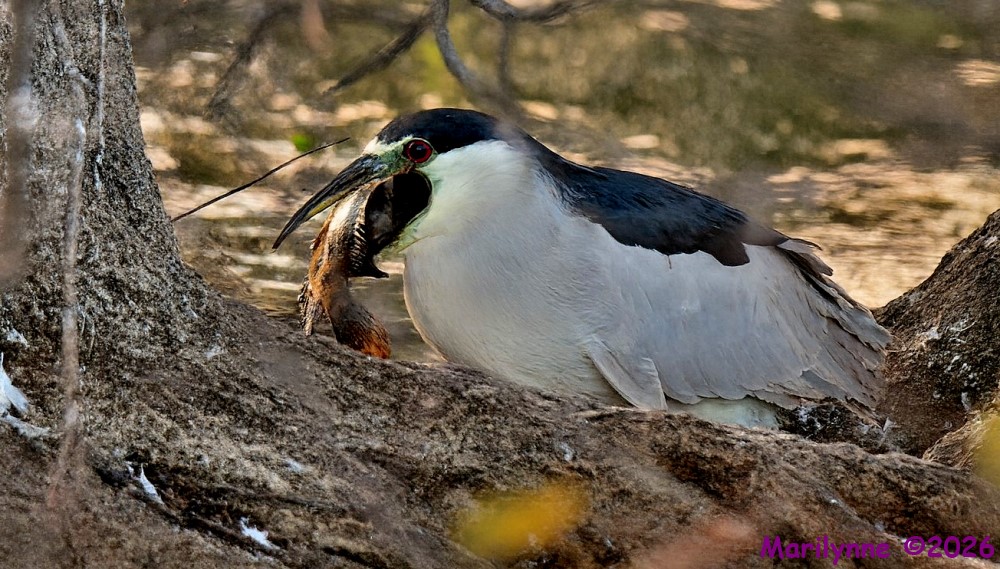 DSC_5022 copy_001.JPG