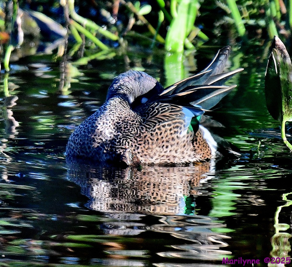 DSC_5031_001.JPG