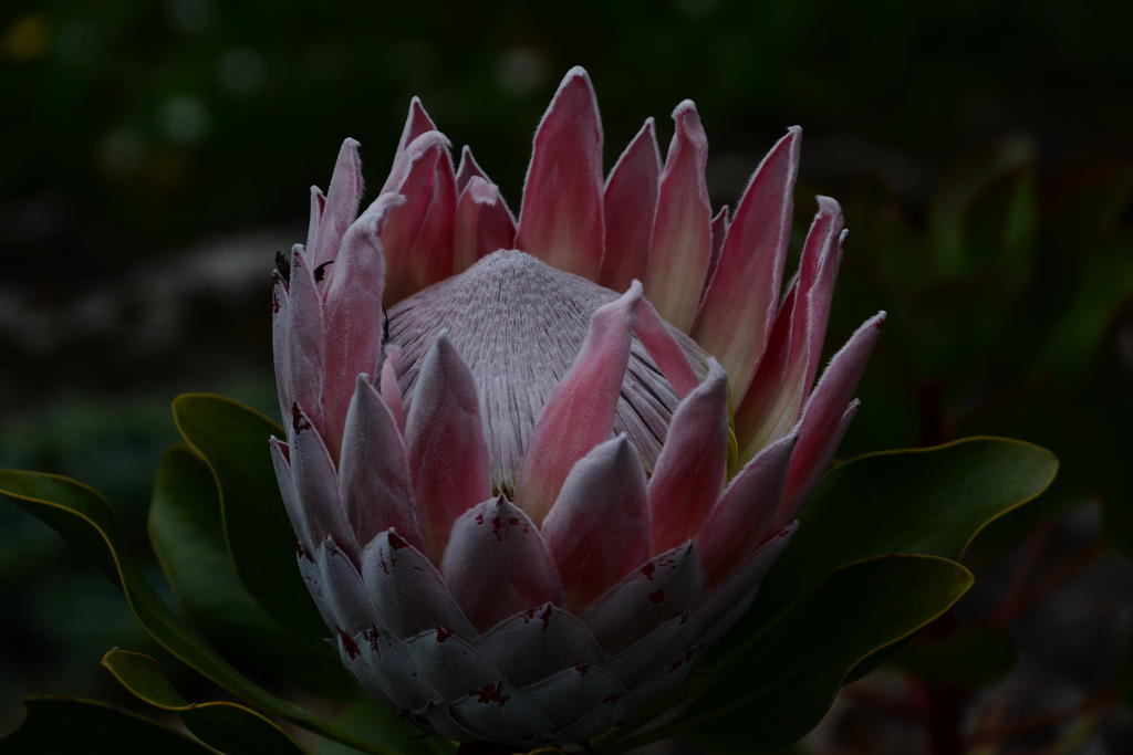 DSC_5033.jpg