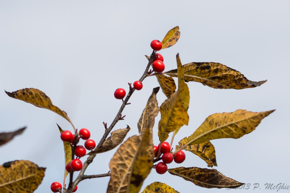 DSC_5034.jpg