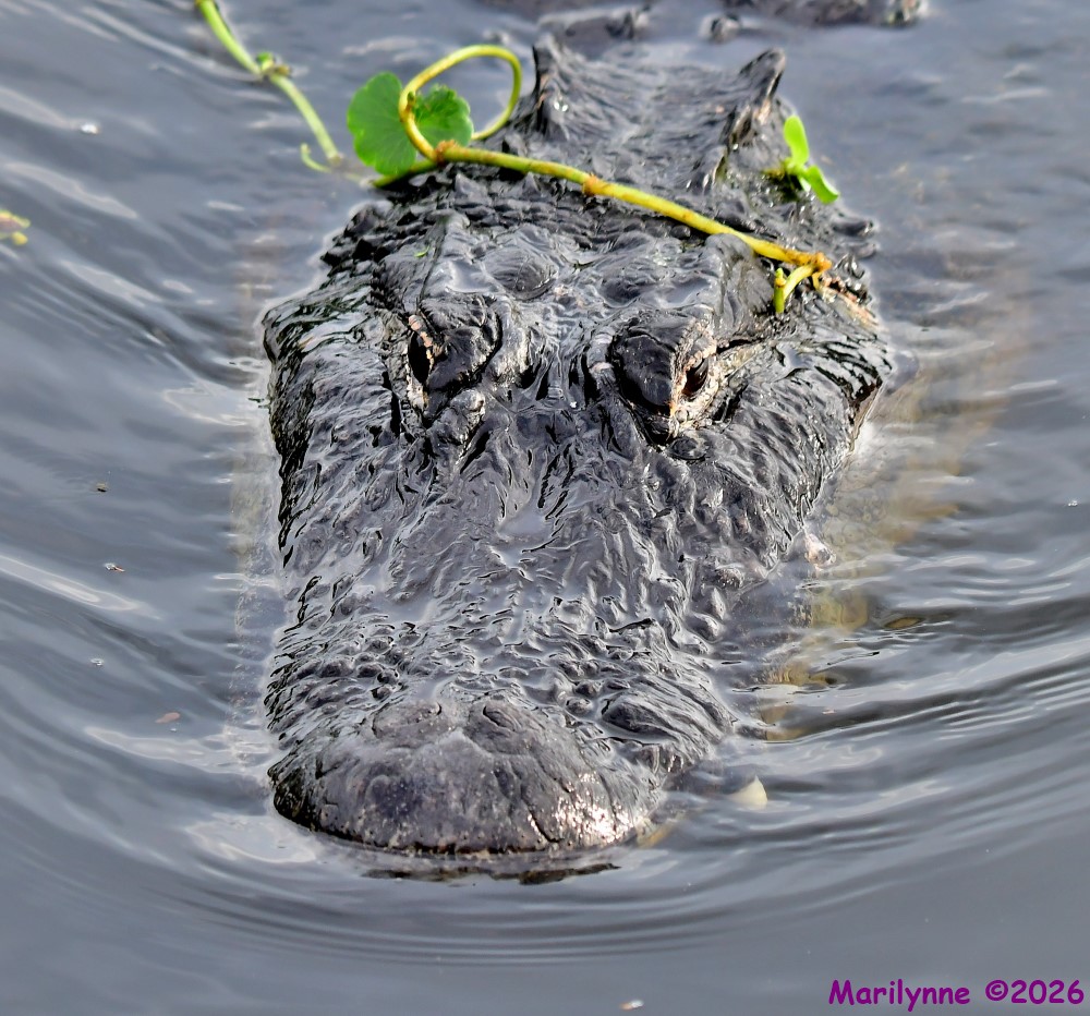 DSC_5034_001.JPG