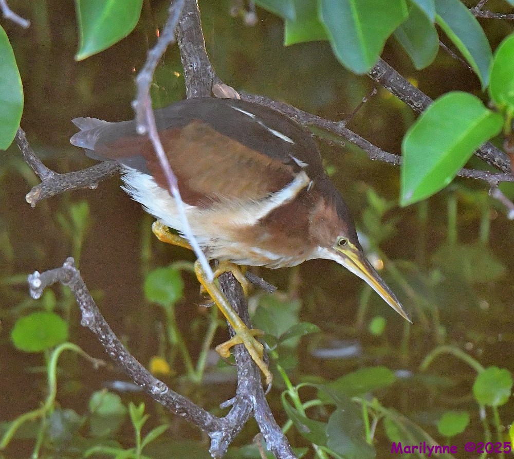 DSC_5037_001.JPG
