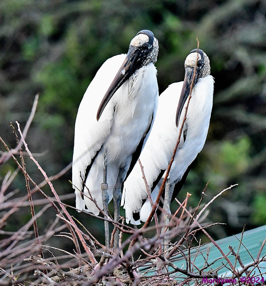 DSC_5038_001.JPG