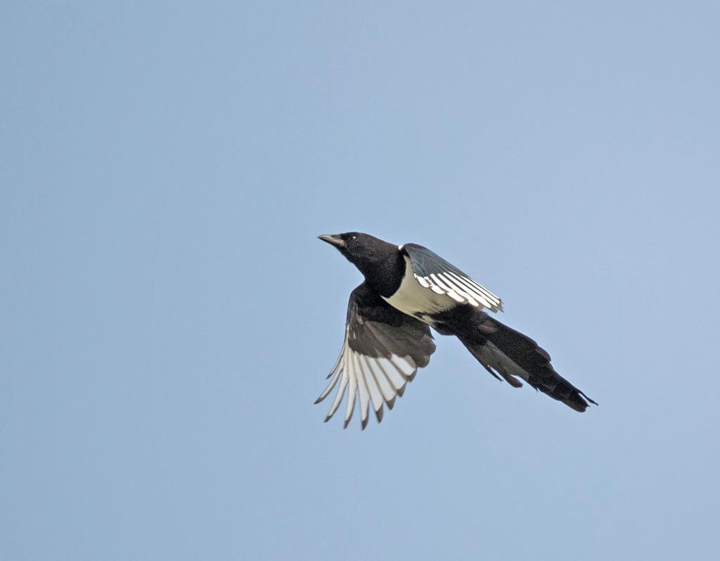 dsc_5042_36472675863_o.jpg