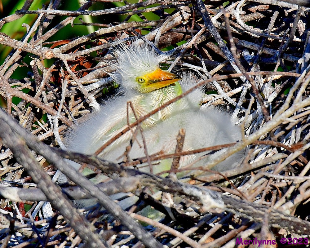 DSC_5043_001.JPG