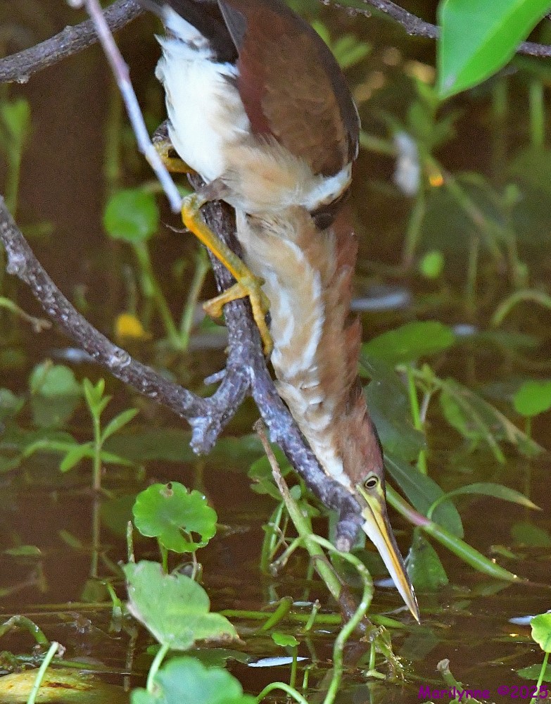 DSC_5046_001.JPG