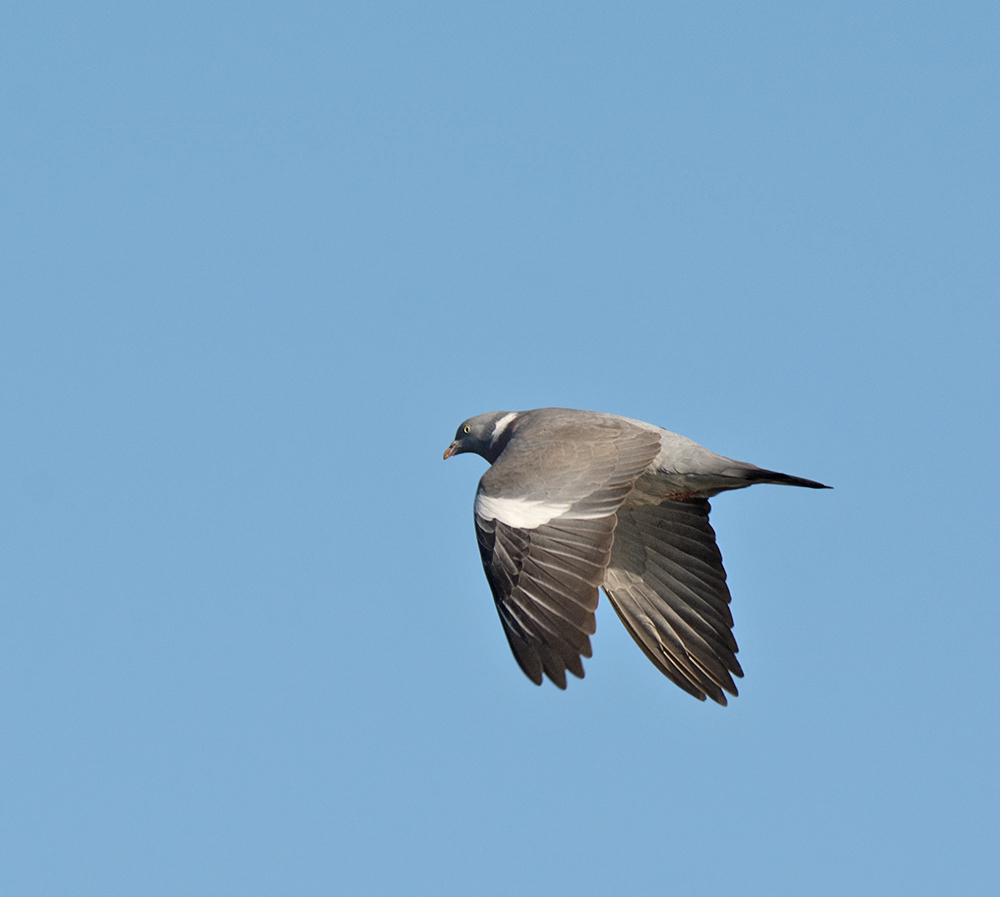 DSC_5047.jpg