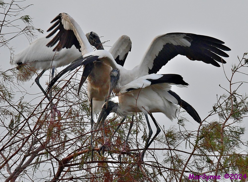 DSC_5047_001.JPG